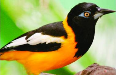 biodiversidad turpial