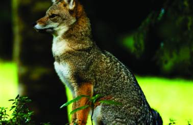 biodiversidad zorro plateado